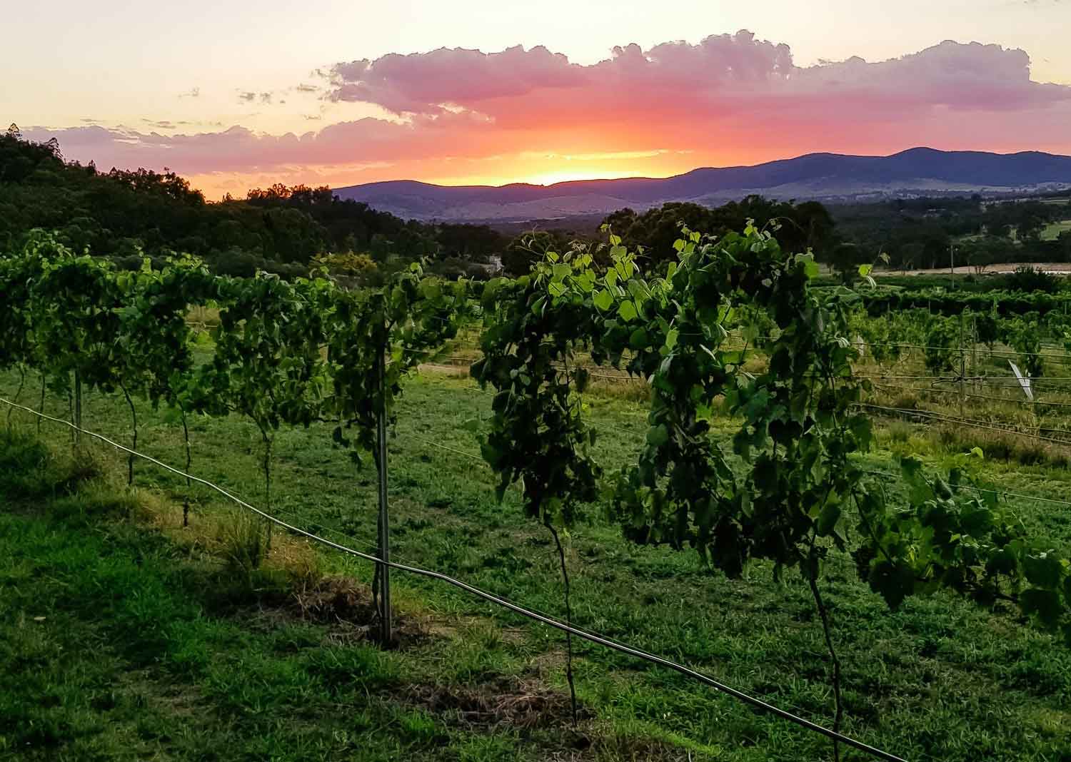 View Wines Queensland Wine Industry Association