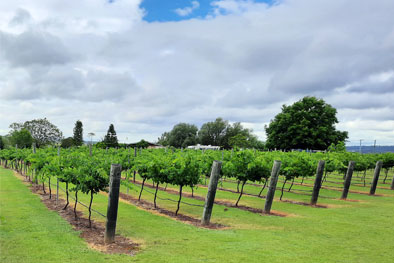 Rows of grape vines with beautiful green grass and blue skies at Lightning Tree Wines.