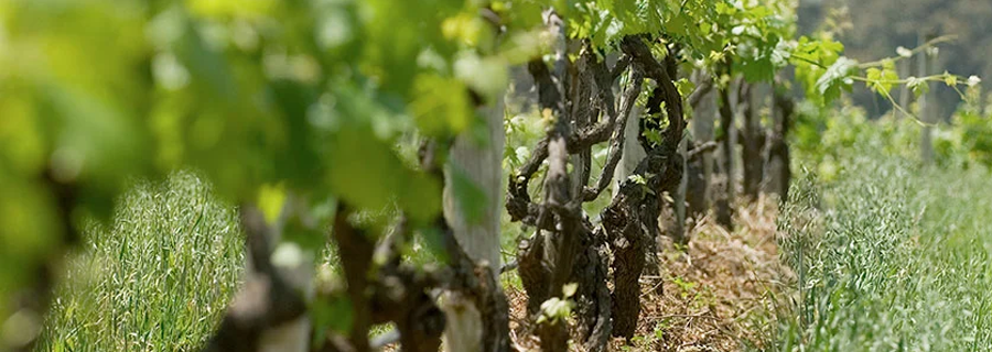 Close up of green, leafy grape vines